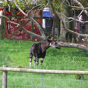 Okapi