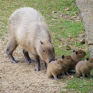 Hayley the Capybara with her young at Marwell Wildlife, 19 April 2009