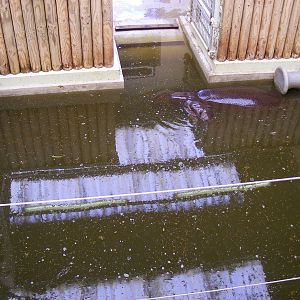 Wendy and Lola the Pygmy Hippos in their pool at Marwell Wildlife, 19 April