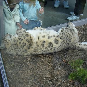 Yasmin the Snow Leopard in the Roof of the World exhibit at Marwell Wildlif