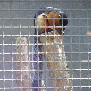 Prevost's Squirrel at Marwell Wildlife, 19 April 2009