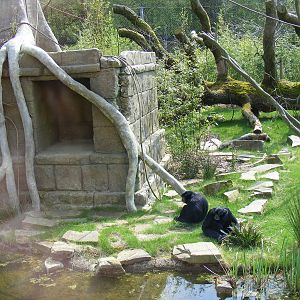Siamang Gibbons in the Life in the Trees exhibit at Marwell Wildlife, 19 Ap