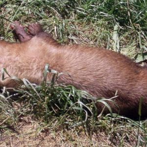 Bush Dog (Speothos venaticus)