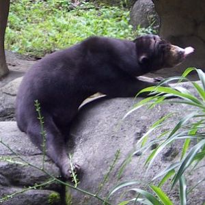 Malay bear (Helarctos malayanus)