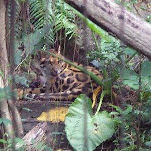 Clouded Leopard (Neofelis nebulosa)
