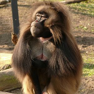 Gelada male