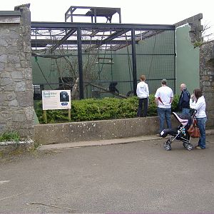 Siamang Gibbon Manor House