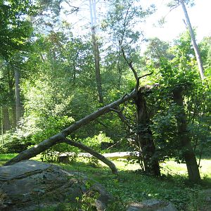 Snowleopard Exhibit at Rostock Zoo