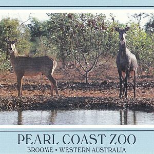 Pearl Coast Zoo - historical memorabilia