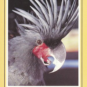 Pearl Coast Zoo - historical memorabilia