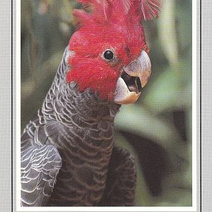 Pearl Coast Zoo - historical memorabilia