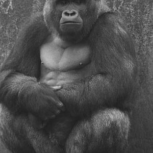 Gorilla