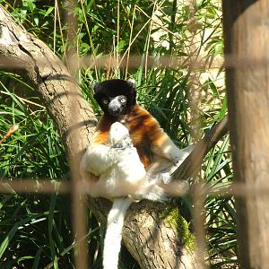 Crowned Sifaka at Cotswold WP 13/04/09