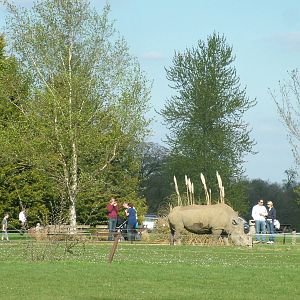 Southern White Rhino at Cotswold WP 13/04/09