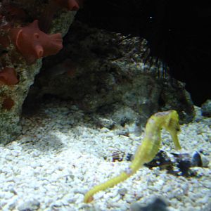 Slender Seahorse