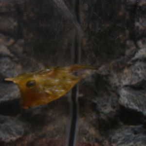 Longhorn Cowfish