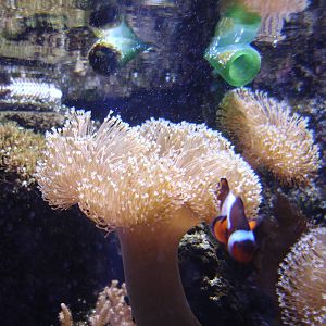 Western Clown Fish