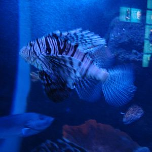 Lionfish