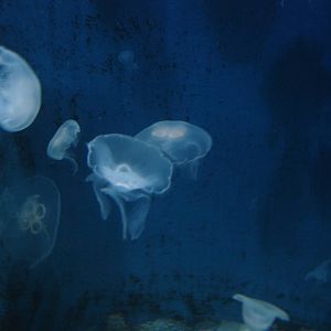 Moon Jellies