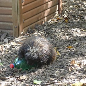 Young Porcupine and friend