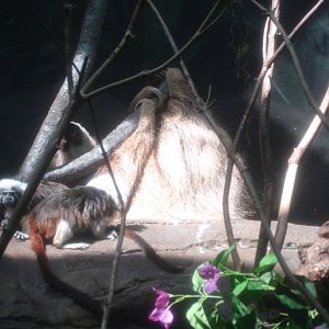 Marmosets and Sloth