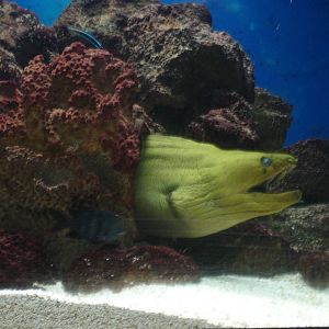 Moray Eel