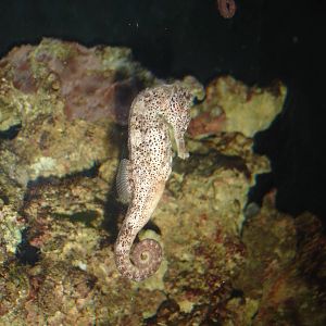 Seahorse