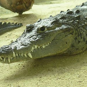 Morelet s Crocodile