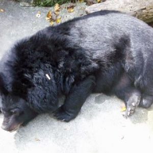 Sun bear (Selenarctos thibetanus)