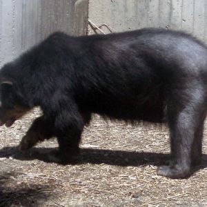 Spectacled Bear (Tremarctos ornatus)