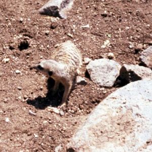 Meerkat (Suricatta suricatta)