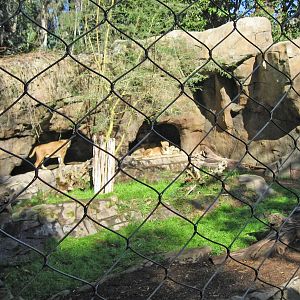 Transvaal Lion exhibit