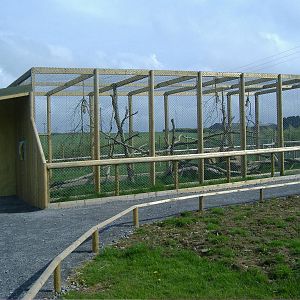 Ocelot enclosure Folly Farm