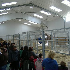 New Giraffe Housing Folly Farm