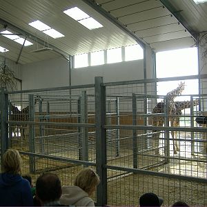 New Giraffe Housing Folly Farm