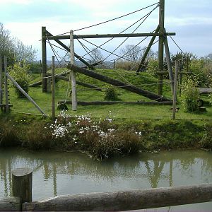 Red Ruffed Lemurs Folly Farm