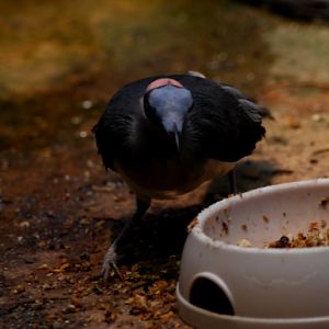 The last Grey-necked bald crow in captivity