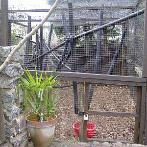 Ring Tailed Lemur Shaldon Zoo