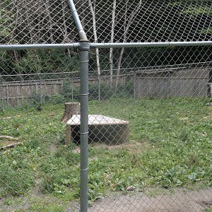 Striped hyena enclosure