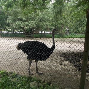 Ostrich