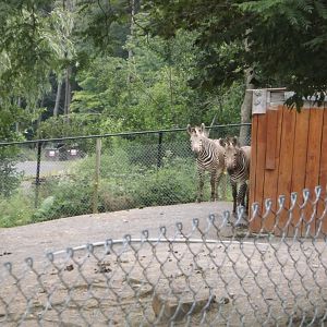 Hartmann's mountain zebra