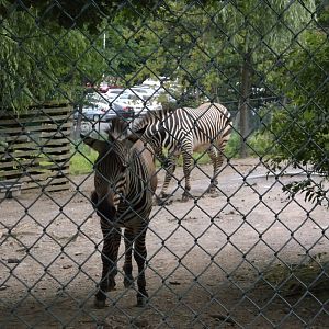 Hartmann's mountain zebra