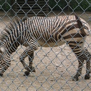 Hartmann's mountain zebra
