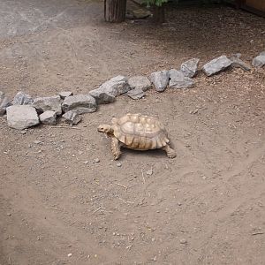 Sulcata Tortoise