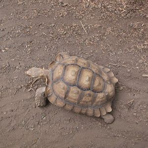 Sulcata Tortoise