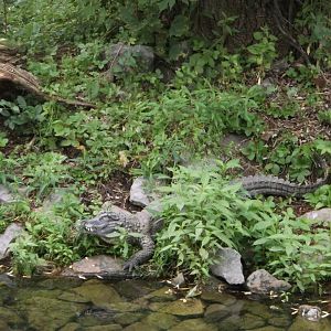 Chinese Alligator
