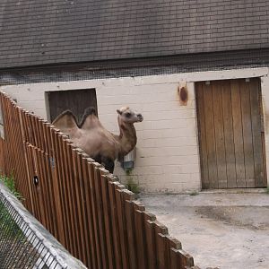 Bactrian Camel