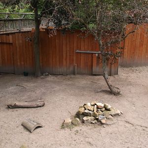 Reeve’s Muntjacenclosure