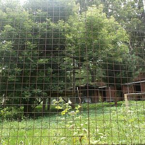 Bald eagle enclosure