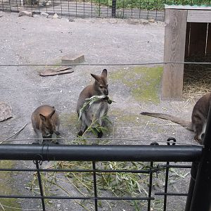 Bennett’s Wallaby